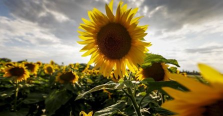 Ona je umrla od karcinoma a njezin suprug je učinio nešto da njezin duh živi vječno!