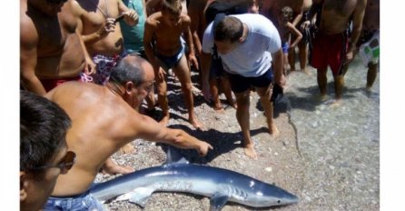  Na plaži u Herceg Novom AJKULA  iznenadila brojne kupače