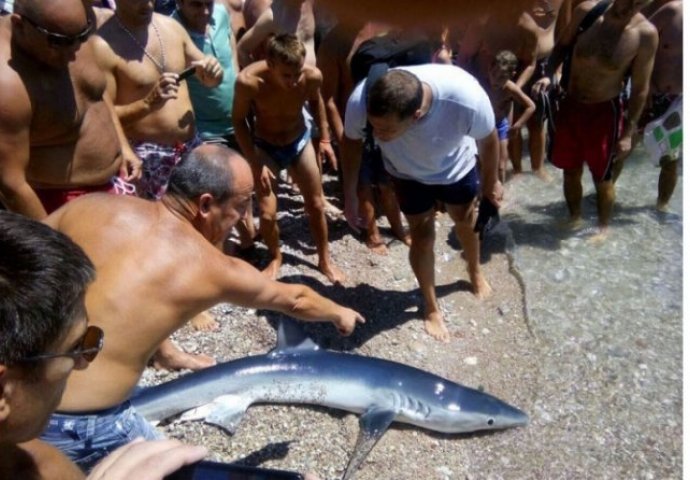  Na plaži u Herceg Novom AJKULA  iznenadila brojne kupače