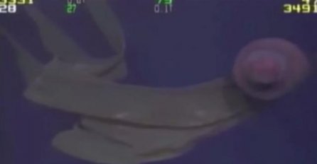 Objavljeni snimci najveće meduze na svijetu