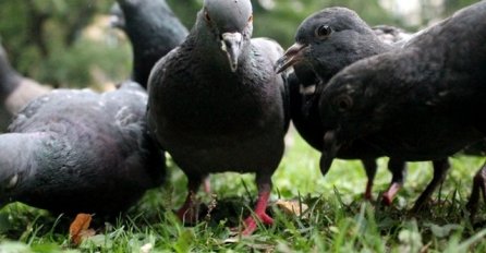 (FOTO) Golubovi: Ptice koje su svoj dom pronašle u srcu Sarajeva