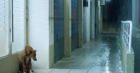  Ovaj pas čeka ispred bolnice, ali kad se vrata otvore desi se  dirljivo čudo! (VIDEO)