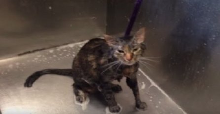 Maca moli vlasnike da prestanu sa kupanjem (VIDEO)