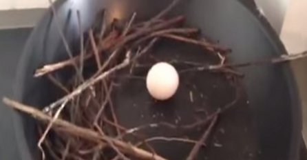  Golubica mu uletjela u stan i u tiganju snijela jaje (VIDEO)