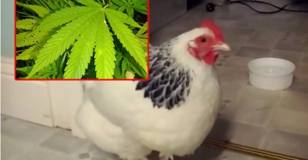 Ne znajući šta je, godinama kokoške hranili kanabisom!