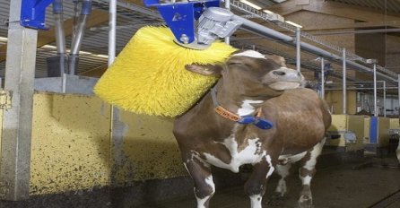 Mislite da krave nemaju četke za 'kosu', imaju i to električne! (VIDEO)