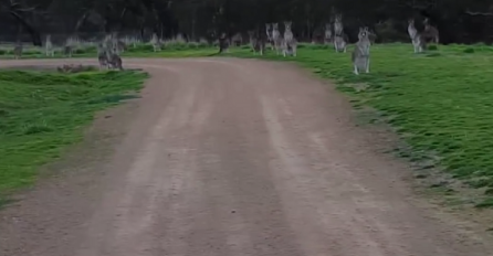 DA SE NAJEŽIŠ:  Vozio je bicikl kada  je spazio kengure koji gledaju u njega