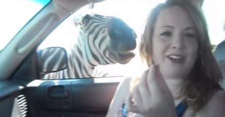 Ova cura je dosadila zebri svojom pričom pa ju  je ona malo gricnula kao upozorenje (VIDEO)