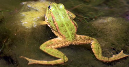 ZAVRŠIO U BOLNICI: Majka prisiljavala sina da jede žive žabe kako bi izliječio epilepsiju