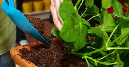 Ove kućne biljke čiste vazduh od plijesni i otrova za samo 6 sati