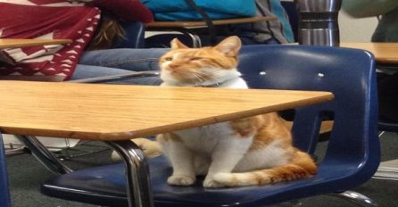 Mačak već 6 godina redovno pohađa časove u školi