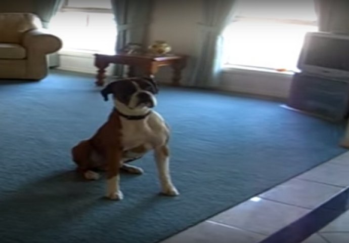 Reakcija ovog psa kada mu vlasnik kaže da idu u šetnju će vas nasmijati do suza! (VIDEO)