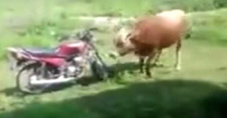 Urnebesno: Bik pokušo zaskočiti motor misleći da je krava! (VIDEO)