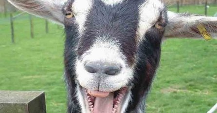 Hrvatska- Na Šolti uhapsili kozu!