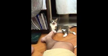 Pogledajte čudno ponašanje mačke koja je omirisala noge svom gazdi (VIDEO)