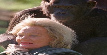 Norvežanka ogromno bogatstvo ostavila čimpanzama!