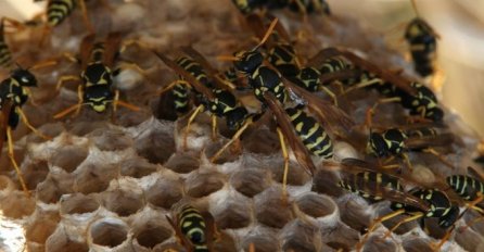 Superpčele iz Japana: Sedam puta brže od 'običnih'