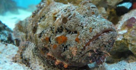 Ronilac snimio nevjerovatnu borbu između ribe i zmije 