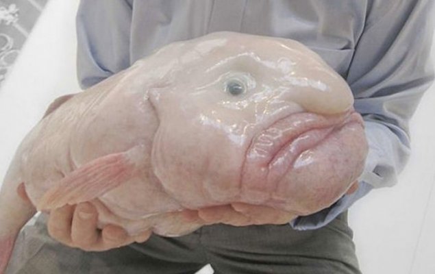 cudnje-zivotinje6jpg