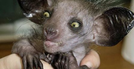 Ovo su najčudnije životinje na svijetu za koje sigurno niste znali da postoje!