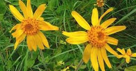 Arnika: Da li ste čuli za ovu biljku? Pogledajte što sve liječi 