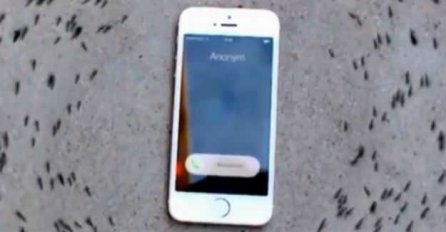 Ono što se dogodi sa grupom mrava kad zazvoni telefon je potpuno nevjerovatno
