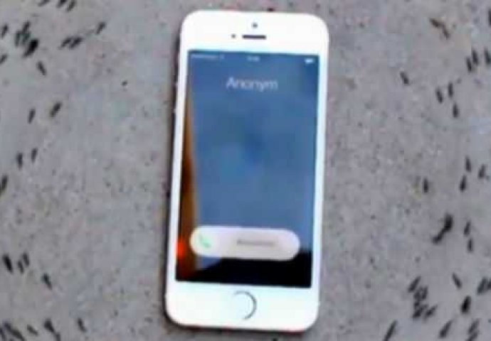 Ono što se dogodi sa grupom mrava kad zazvoni telefon je potpuno nevjerovatno