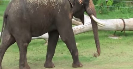 Nasmijat će vas do suza: Evo šta radi slon kada ga zavrbi stomak, a možda i nešto drugo!