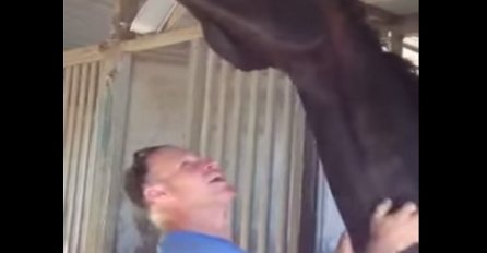 Češkao je konja po vratu, šta mu je  konj  potom uradio,  presmiješno je! (VIDEO)