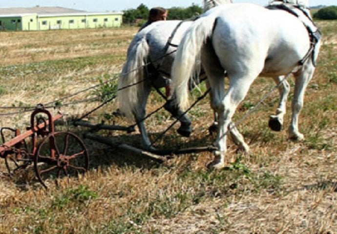 Ljubomorni muž vezao ženu za konjsku zapregu, ono što je uslijedilo  je pravi horor!