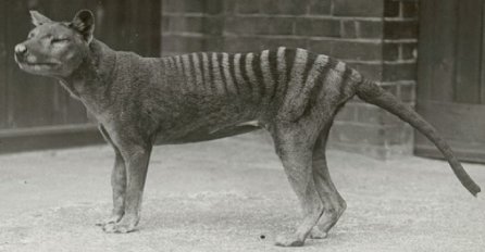 Na današnji dan 1936. godine: U ZOO vrtu uginuo i posljednji tasmanijski tigar 