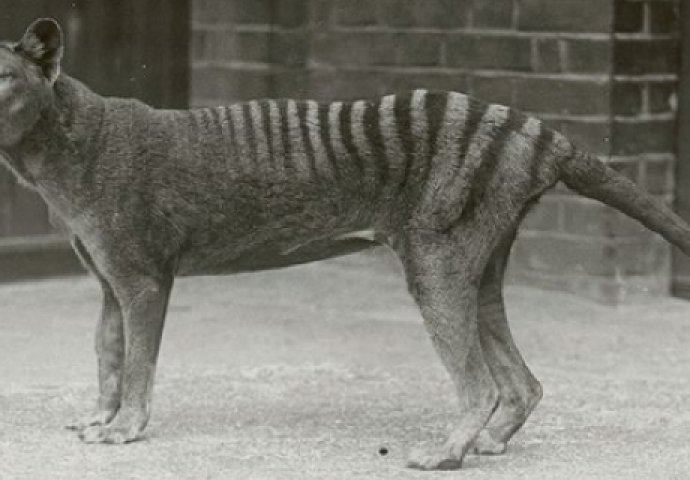 Na današnji dan 1936. godine: U ZOO vrtu uginuo i posljednji tasmanijski tigar 