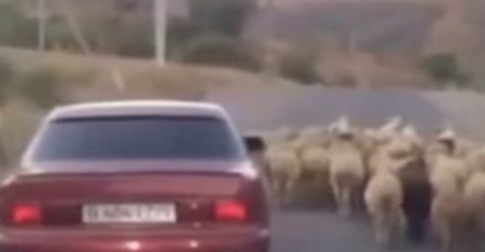 Ovo se riječima ne može opisati! Pogledajte urnebesno vještu  krađu ovce! (VIDEO)