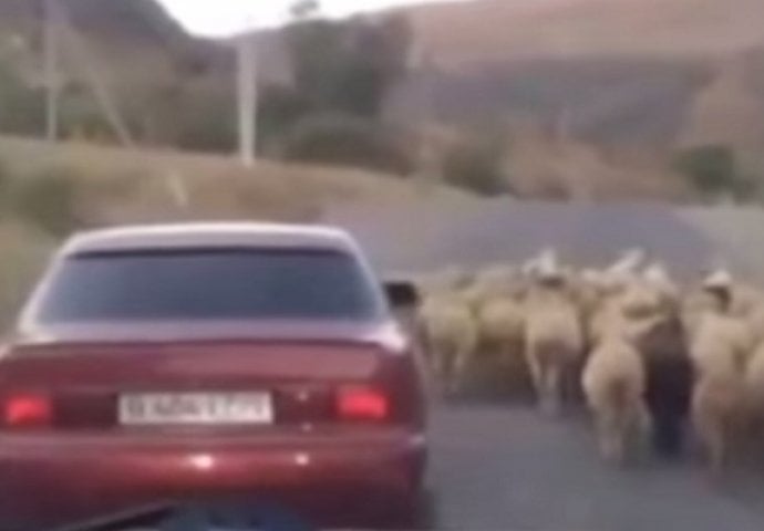 Ovo se riječima ne može opisati! Pogledajte urnebesno vještu  krađu ovce! (VIDEO)