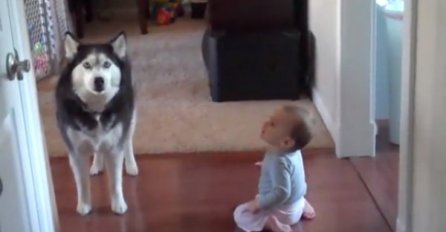 (VIDEO) Zanimljiv 'razgovor' 10-mjesečne Lexi i haskija! Oduševit će vas kako se razumiju.