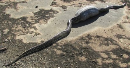 Piton je progutao plijen, ne sluteći da će mu ova životinja doći glave