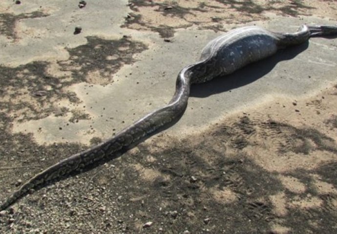 Piton je progutao plijen, ne sluteći da će mu ova životinja doći glave