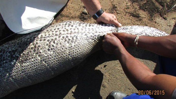 zmija-bodljikavo-prase-3