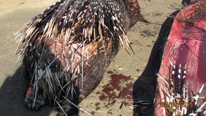 zmija-bodljikavo-prase-4