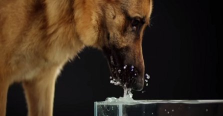 Usporeni snimak koji će vas oduševiti: Evo kako psi zapravo piju vodu 