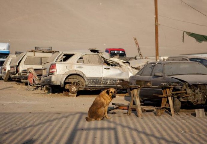 Neuhranjenog dvogodišnjaka dojio pas!