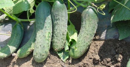 Dvije osobe umrle, a 339 zaraženo salmonelom iz krastavaca! 