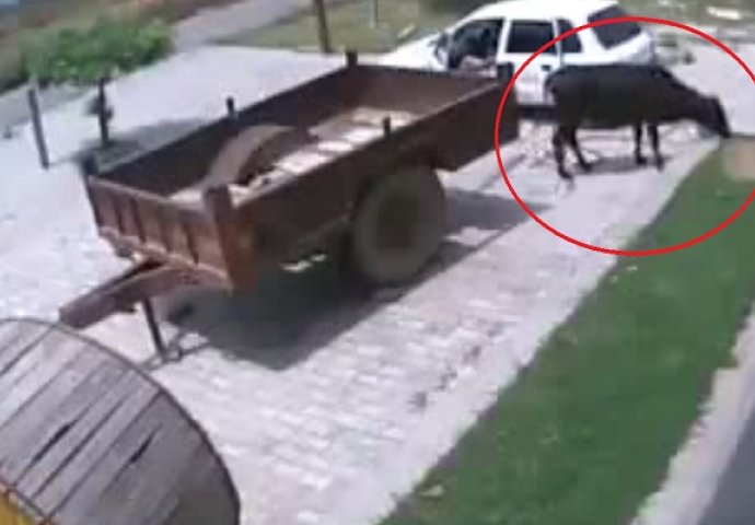 Lopovi na djelu: Ukrali kravu za samo 60 sekundi! (VIDEO)