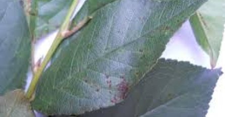 Lišće OVOG  voća potopite u pivo i skuhajte, svi vaši problemi će nestati 