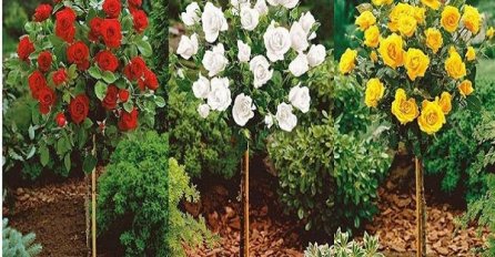  Reci mi to ružom: Šta kojom bojom poručujete primatelju