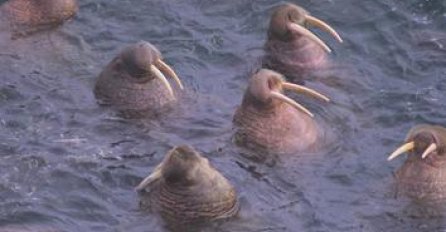 Neobični i smiješni načini na koje životinje spavaju (VIDEO)