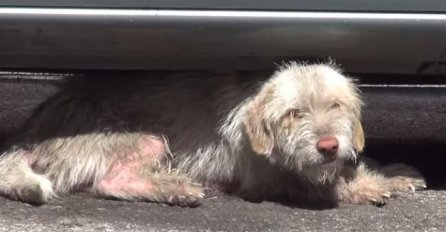 Dirljiv snimak: Pas spašen nakon sedam mjeseci mukotrpnog života