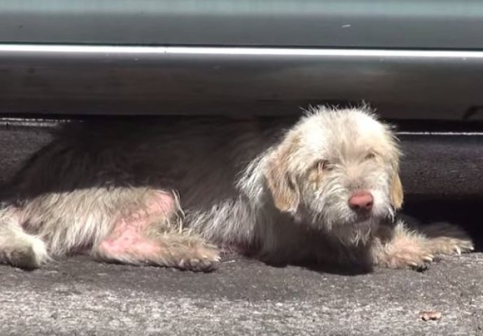 Dirljiv snimak: Pas spašen nakon sedam mjeseci mukotrpnog života