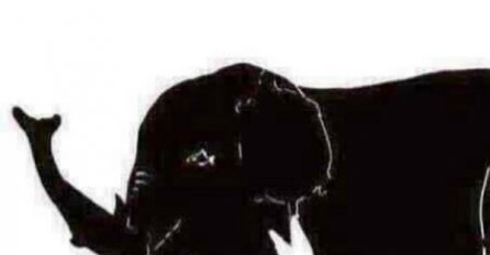 Širom otvorite oči: Pokušajte pronaći 9 životinja na slici 