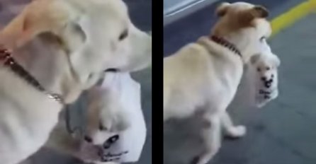  Ovaj pas pronašao je lakši (slađi) način da nosi svoje štence (VIDEO) 